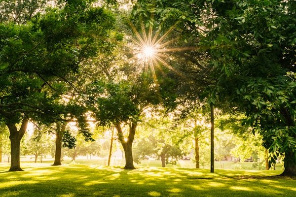 Comment mettre en place un réseau de troc de graines et de plantes dans une communauté rurale ?