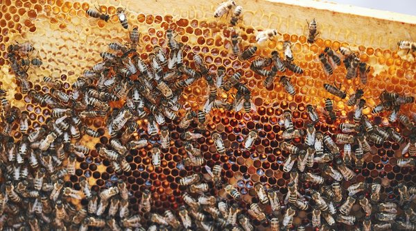 Comment élever des abeilles pour produire votre propre miel artisanal ?