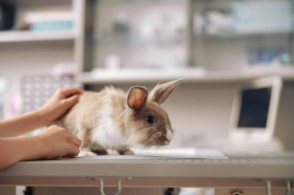 Répulsif de lapin : connaître les précautions d'utilisation